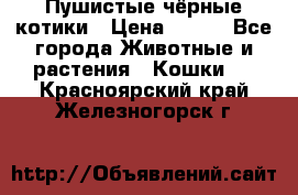 Пушистые чёрные котики › Цена ­ 100 - Все города Животные и растения » Кошки   . Красноярский край,Железногорск г.